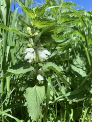Lamium album