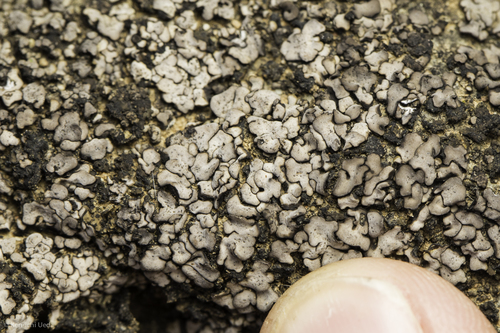 iNaturalist observation photo of Silverskin Lichens