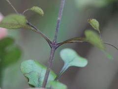 Coprosma spathulata spathulata