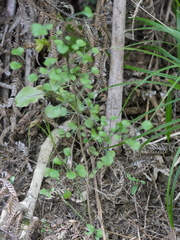 Coprosma spathulata spathulata