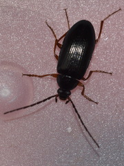 Gonodera luperus