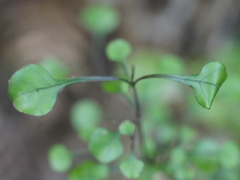 Coprosma spathulata spathulata