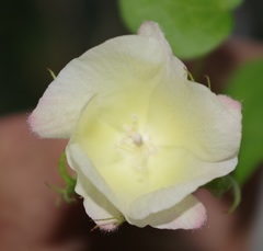 Gossypium