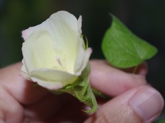Gossypium