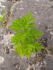 Artemisia annua