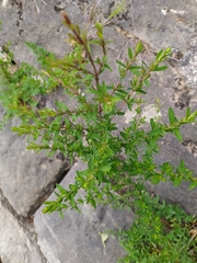 Hypericum perforatum