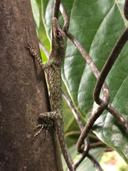 Veronica's Anole photo 2