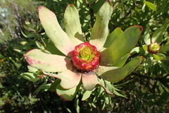 Leucadendron pubibracteolatum