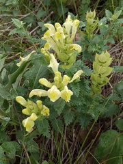 Scutellaria caucasica