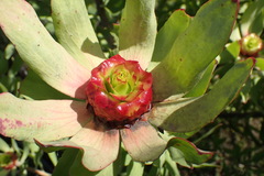 Leucadendron pubibracteolatum