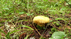 Lactarius repraesentaneus