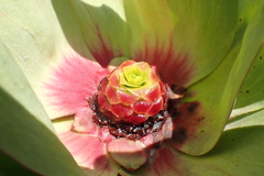 Leucadendron pubibracteolatum