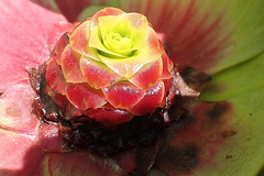 Leucadendron pubibracteolatum