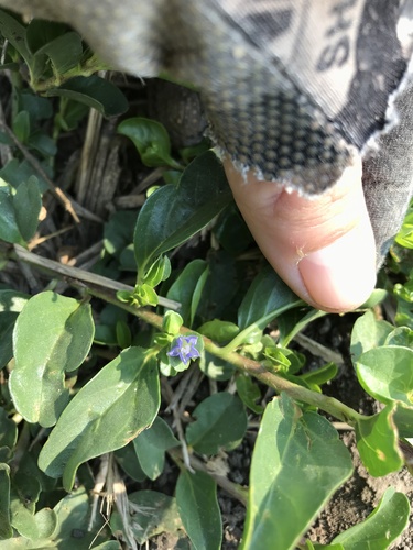 Oval-leaf clustervine (Jacquemontia ovalifolia)