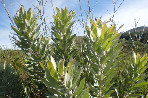 Image of Leucospermum formosum by no rights reserved