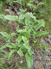 Psephellus caucasicus