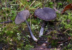 Entoloma percrinitum