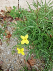 Diplotaxis tenuifolia