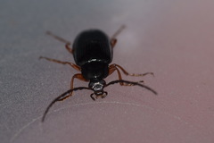 Gonodera luperus