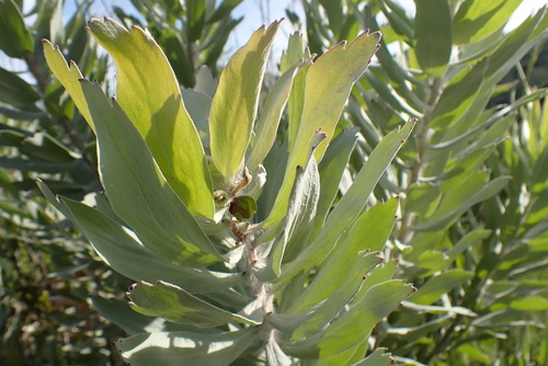 Image of Leucospermum formosum by no rights reserved