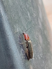 Ludioschema obscuripes