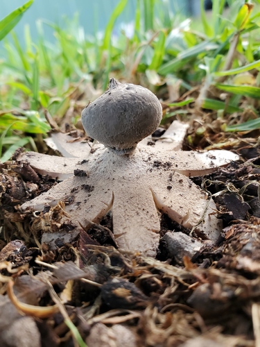 Beaked Earthstar