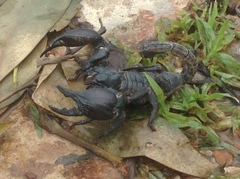 Heterometrus silenus