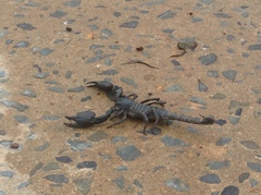 Heterometrus silenus