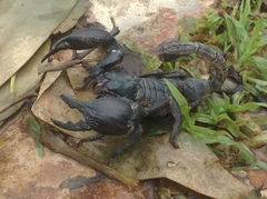 Heterometrus silenus