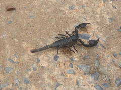 Heterometrus silenus