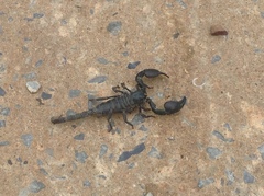 Heterometrus silenus