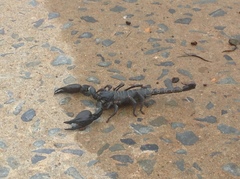 Heterometrus silenus