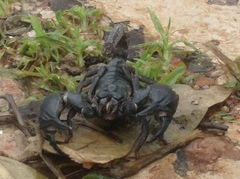 Heterometrus silenus