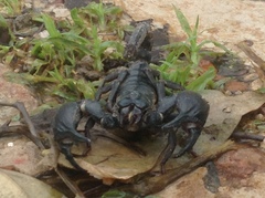 Heterometrus silenus