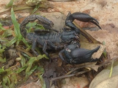 Heterometrus silenus