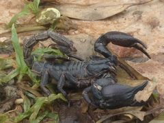 Heterometrus silenus