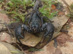 Heterometrus silenus