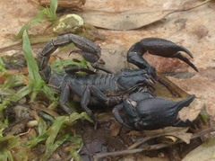 Heterometrus silenus