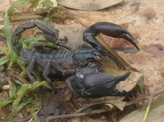 Heterometrus silenus