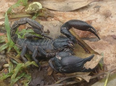 Heterometrus silenus