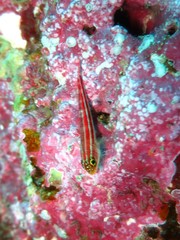 Helcogramma striata