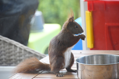Sciurus vulgaris