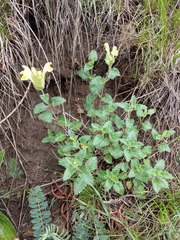 Scutellaria caucasica