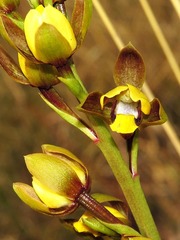 Eulophia parviflora image
