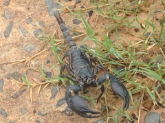 Heterometrus silenus