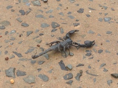 Heterometrus silenus