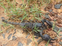 Heterometrus silenus