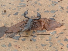 Heterometrus silenus