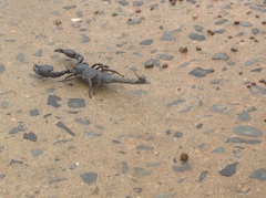 Heterometrus silenus