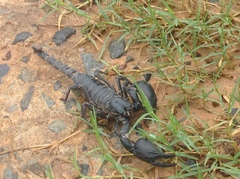 Heterometrus silenus